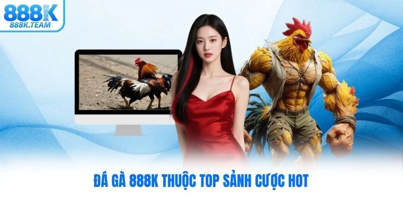 Đá gà 888K thuộc top sảnh cược hot